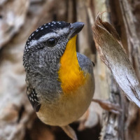 Spotted Pardalote